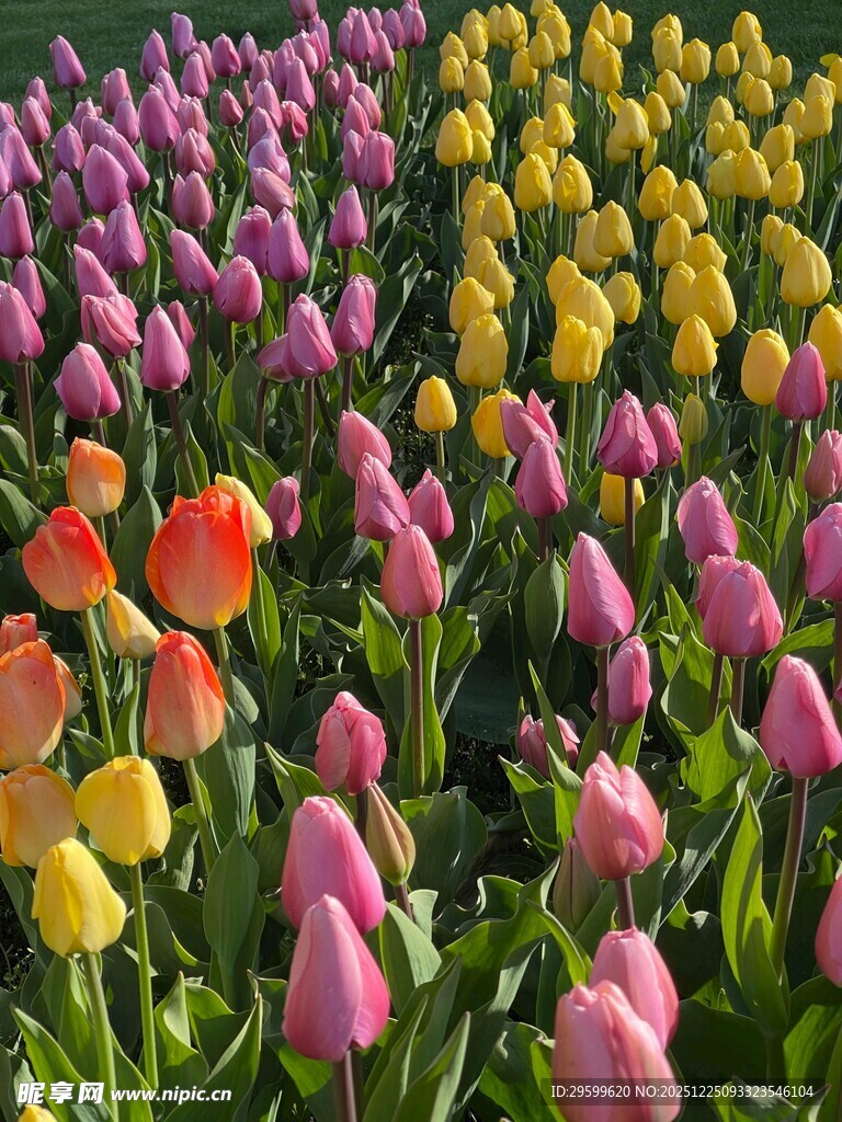 多彩郁金香花海