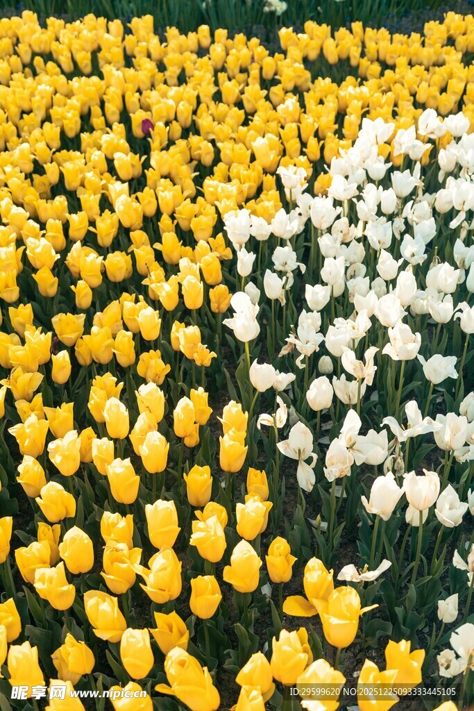 黄白郁金香花海美景