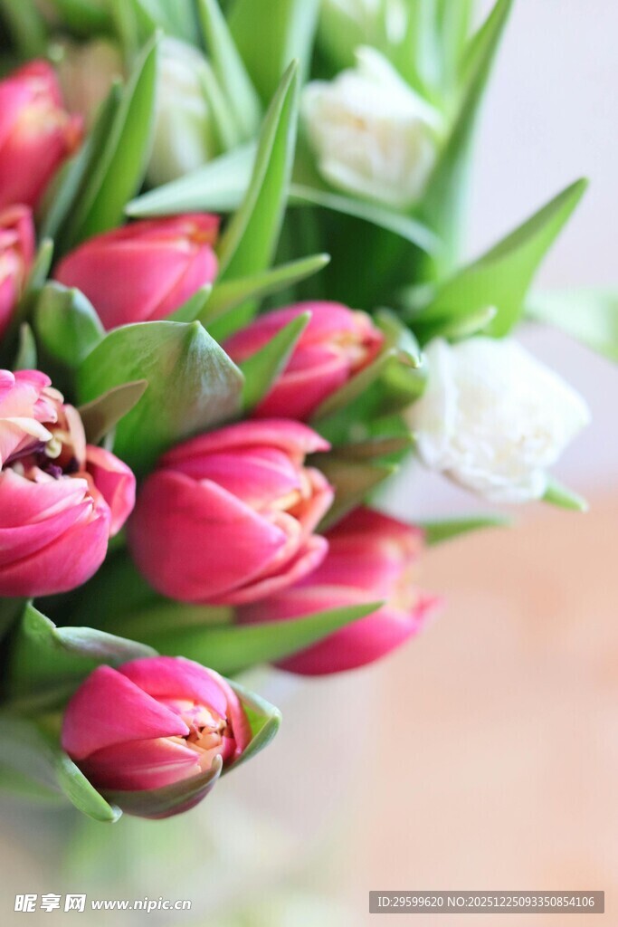 娇艳郁金香花束特写