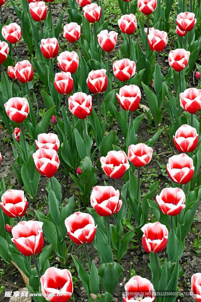 红白相间郁金香花海