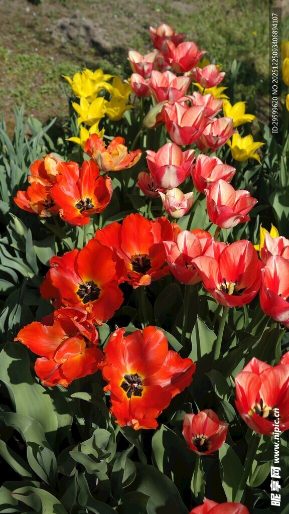 多彩郁金香绽放的美丽