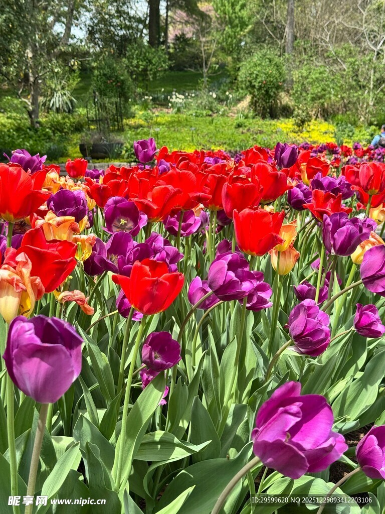 多彩郁金香花海绽放