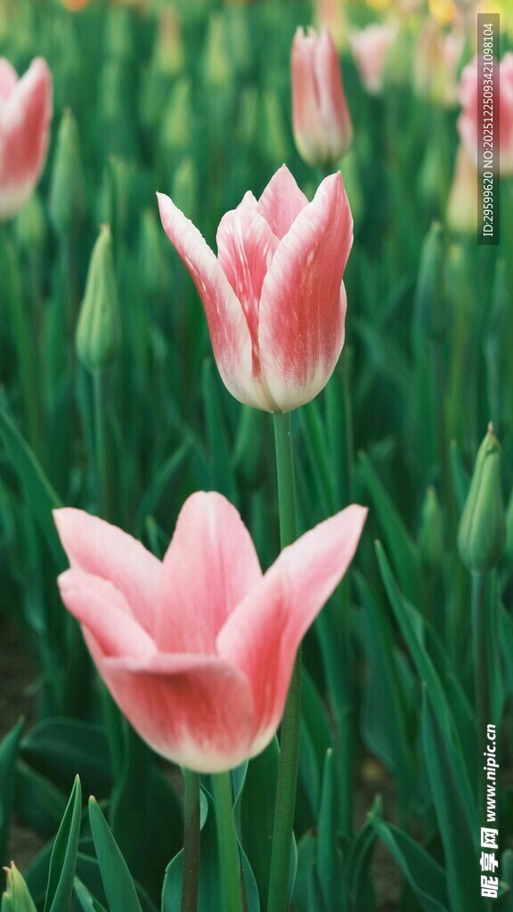 粉色郁金香绽放于绿野
