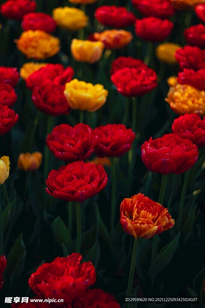 多彩郁金香花海