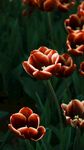 娇艳红郁金香绽放