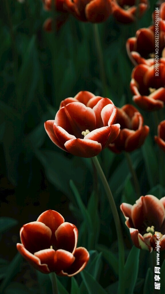 娇艳红郁金香绽放