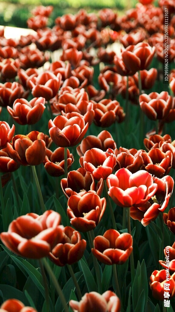 鲜艳红郁金香花海