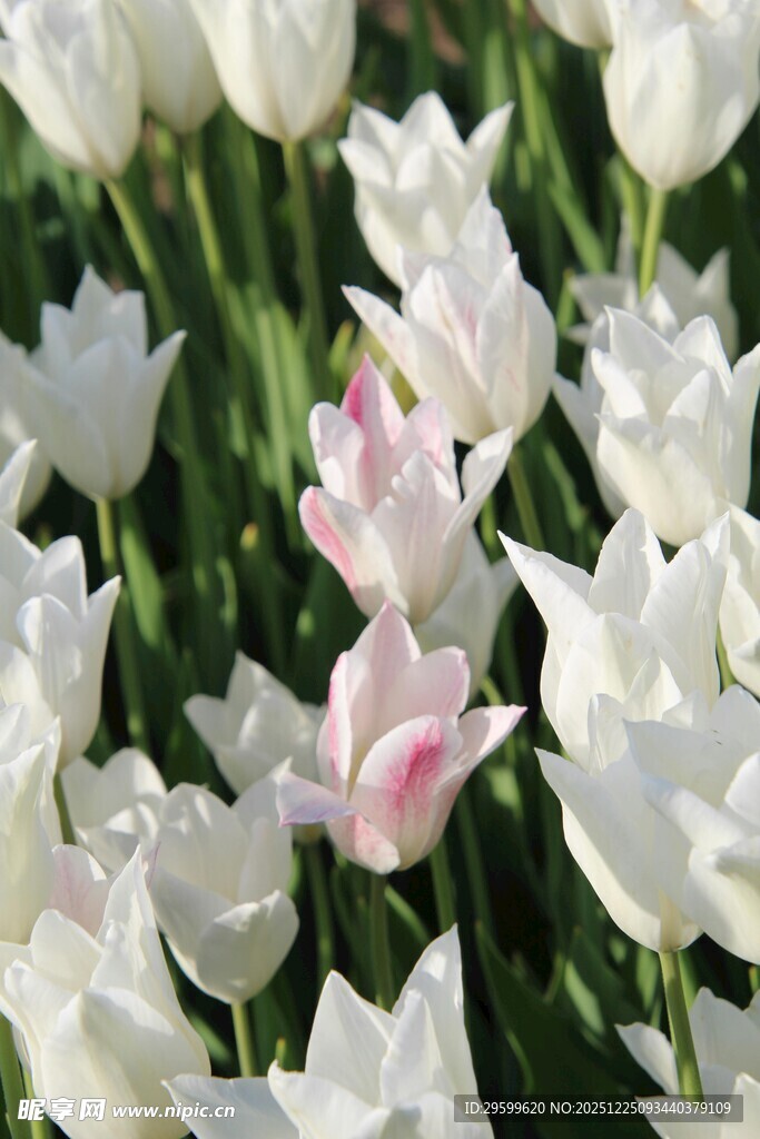 白色粉色郁金香花海