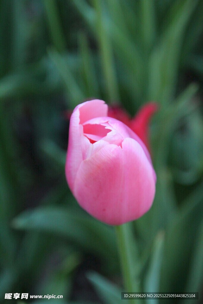 娇艳粉色郁金香