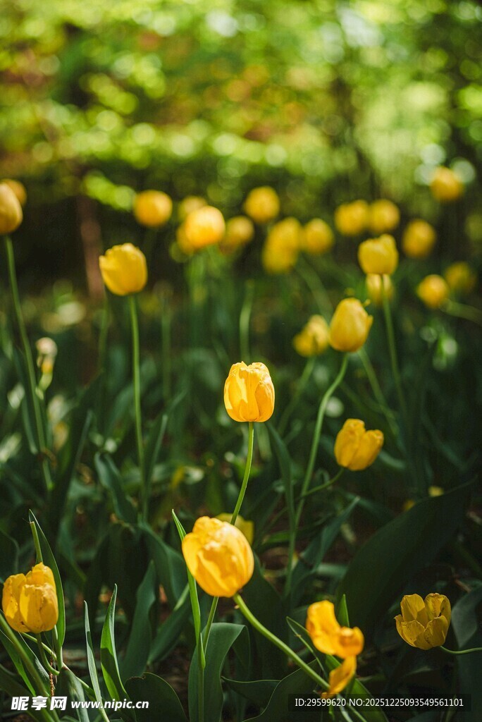 春日黄花绽放的美丽景致
