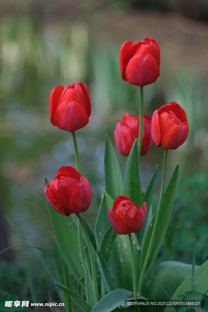鲜艳红郁金香绽放