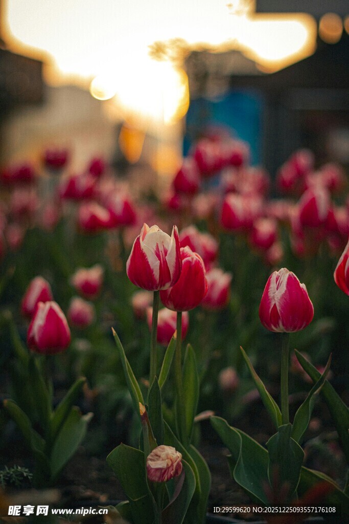 夕阳下的红白相间郁金香