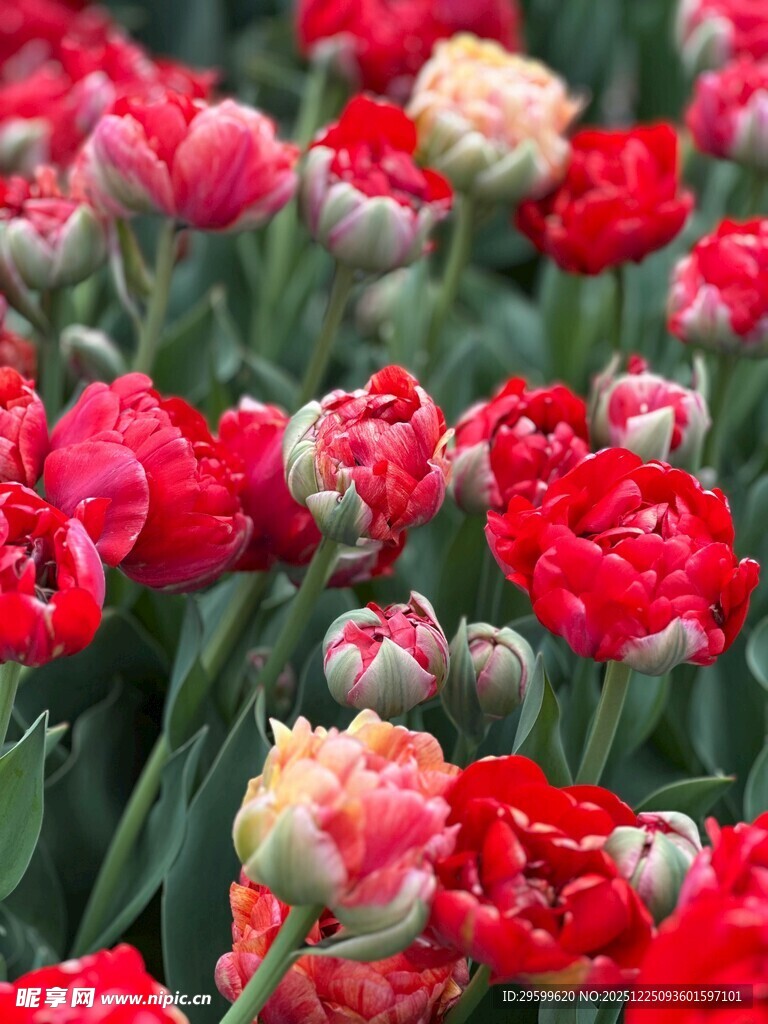 鲜艳多彩康乃馨绽放