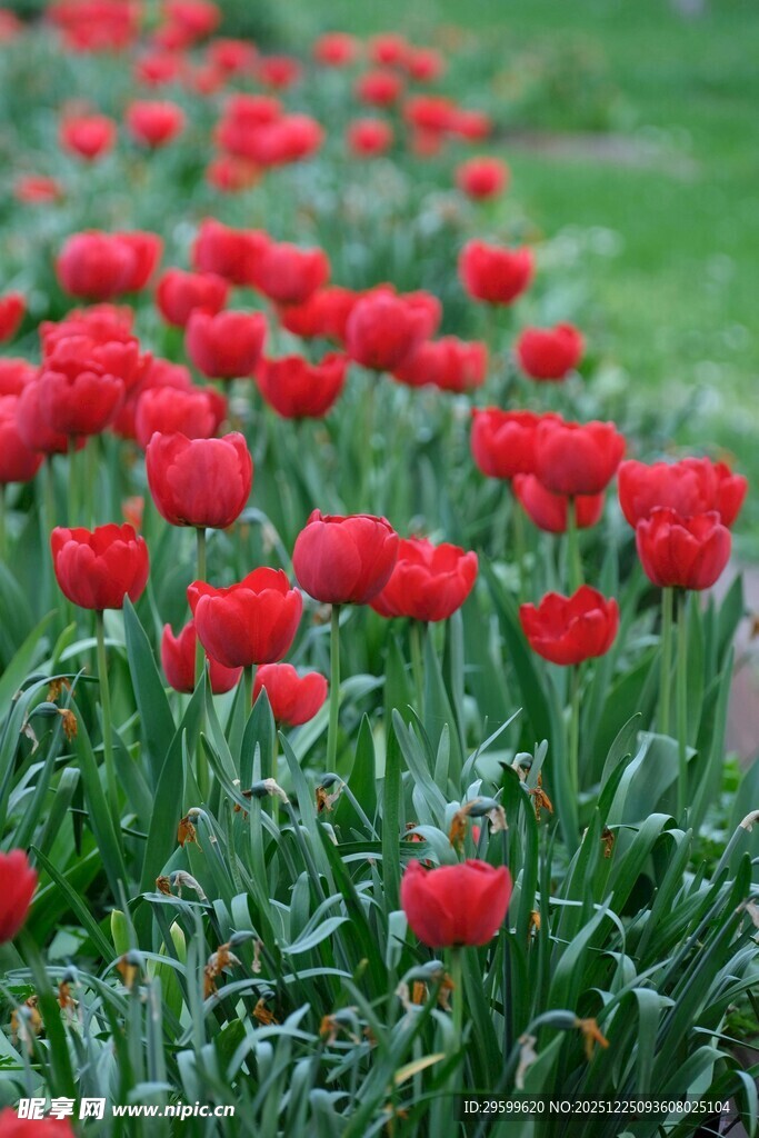 红色郁金香花海