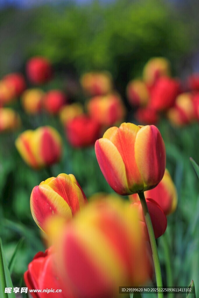 多彩郁金香绽放的美丽