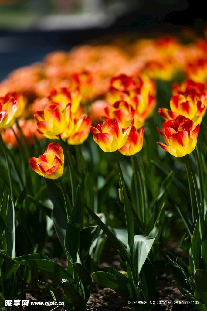 橙红色郁金香绽放美景