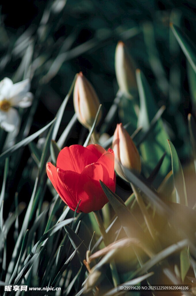 草丛中的艳丽红花朵
