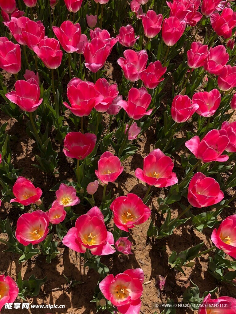 艳丽盛开的粉色郁金香