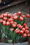 鲜艳红郁金香盆栽