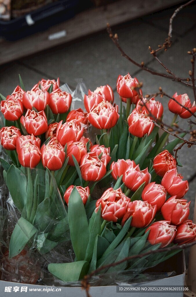 鲜艳红郁金香盆栽