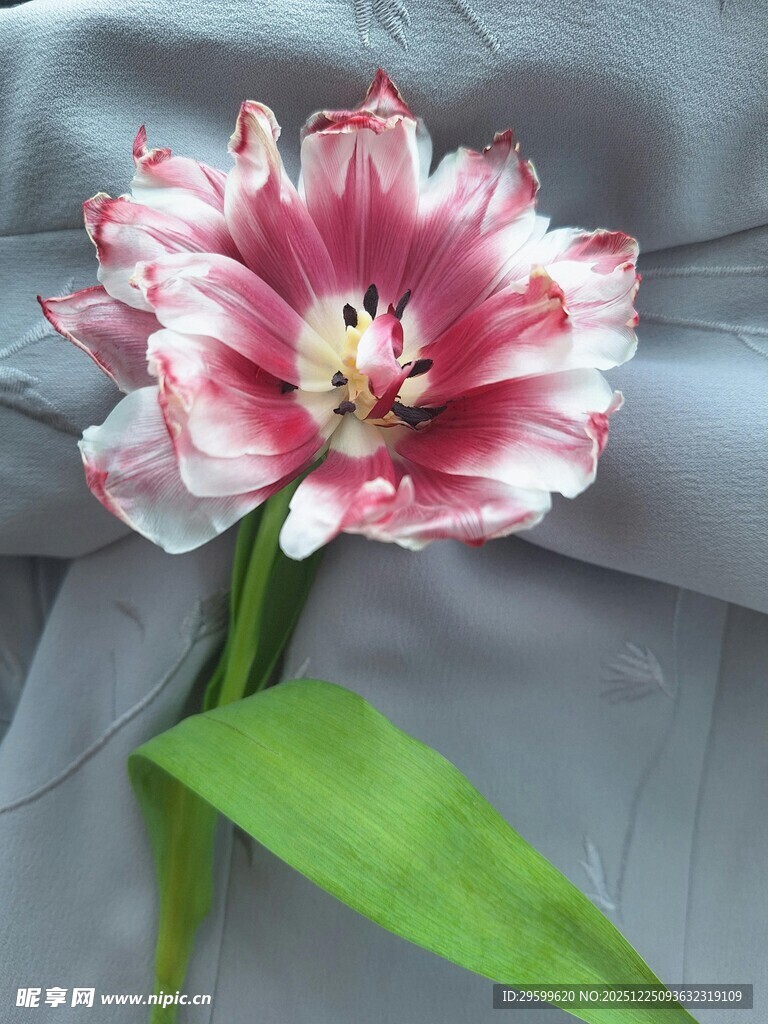 粉白条纹郁金香特写