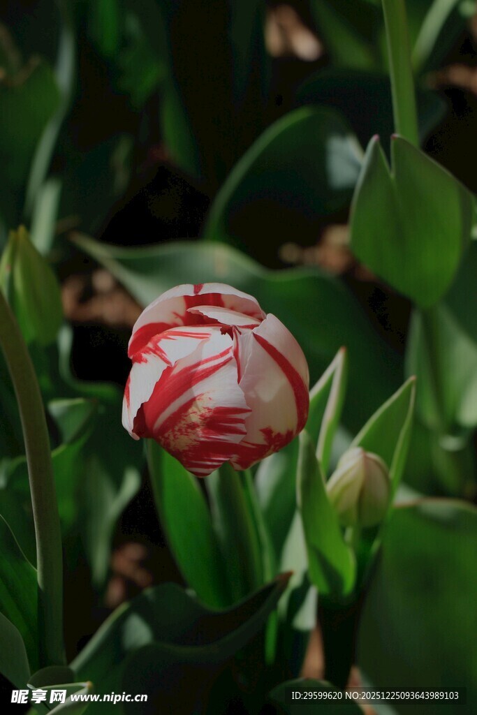 红白条纹郁金香特写