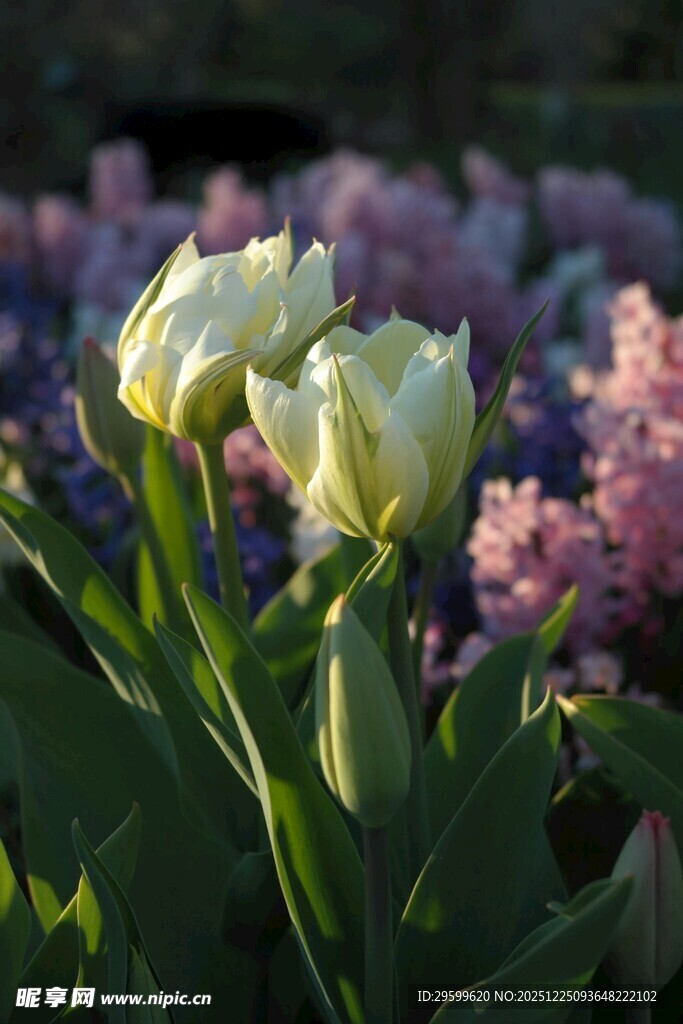 阳光下的美丽郁金香与花卉