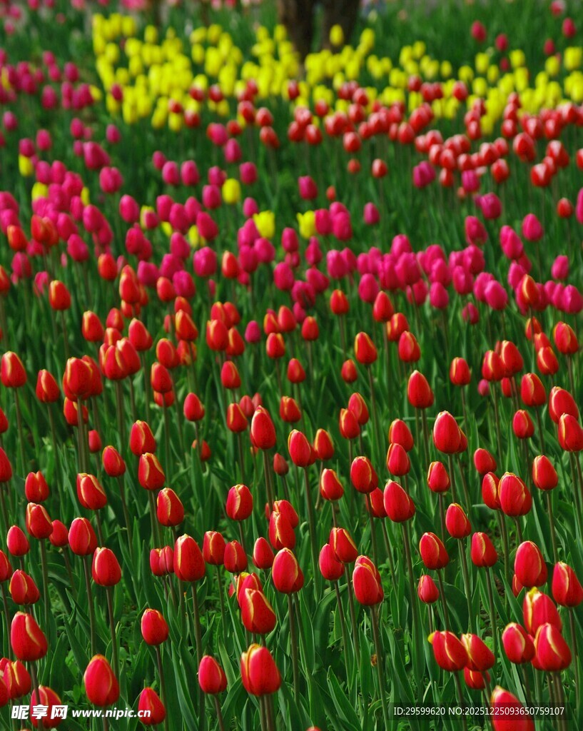 多彩郁金香花海