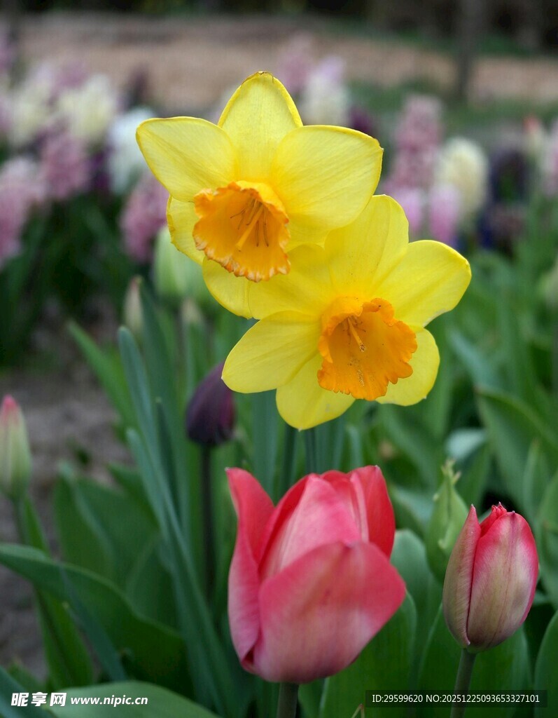 黄水仙与粉郁金香绽放