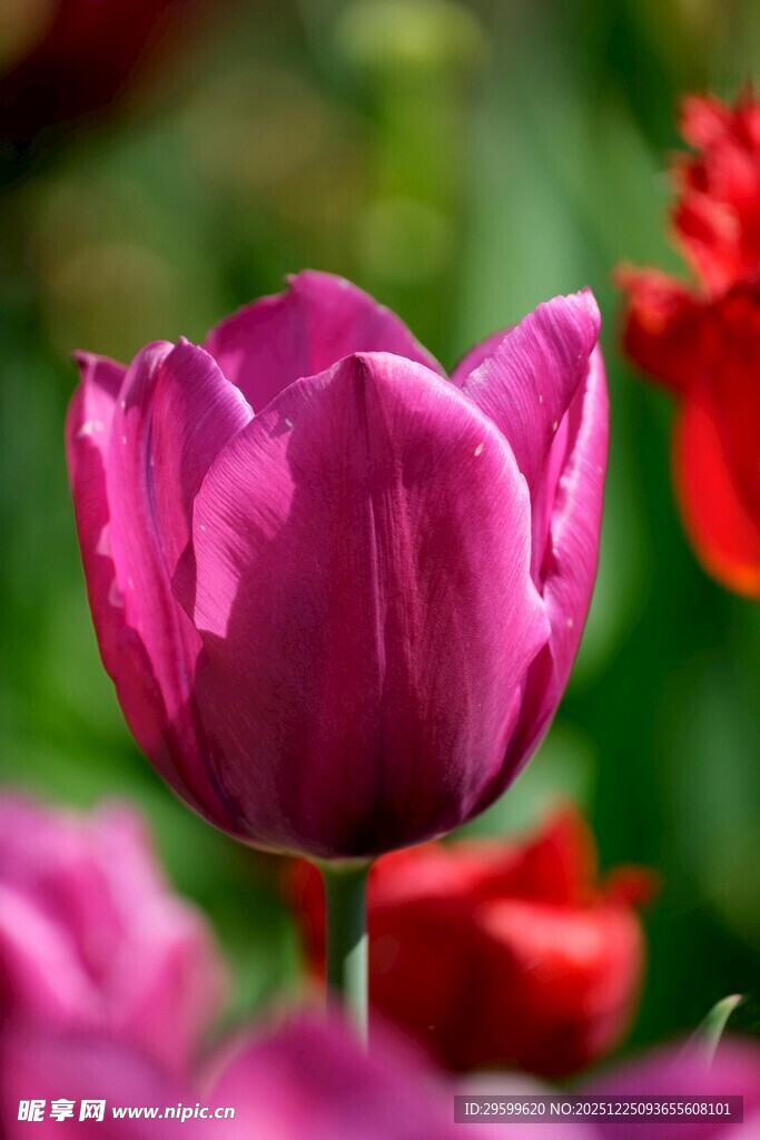 娇艳紫色郁金香绽放