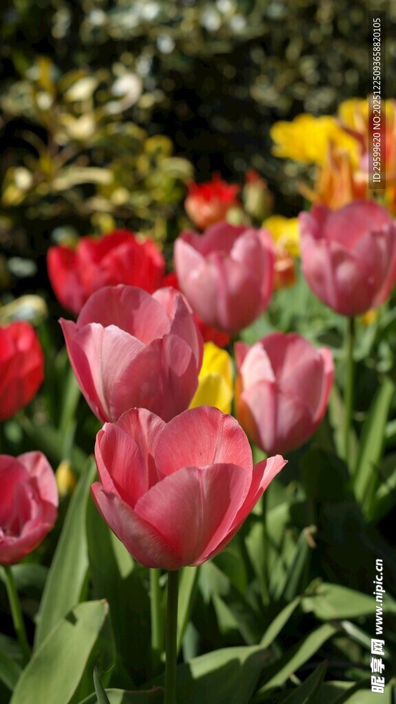 多彩郁金香绽放美景
