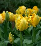 黄色郁金香绽放的美丽