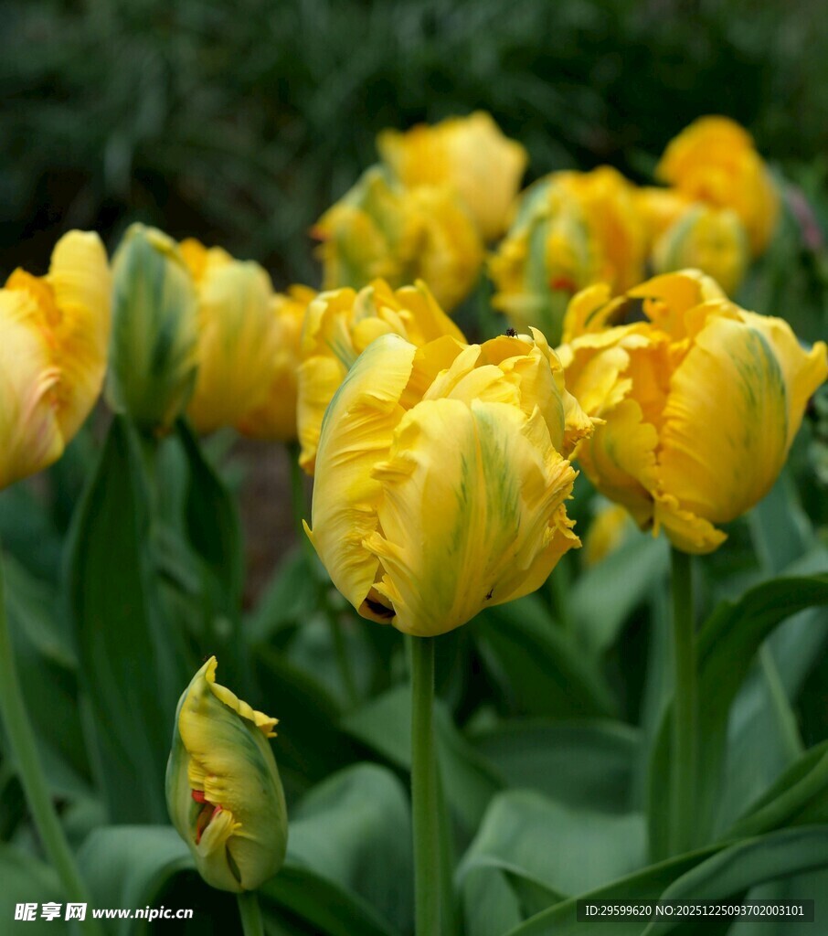 黄色郁金香绽放的美丽