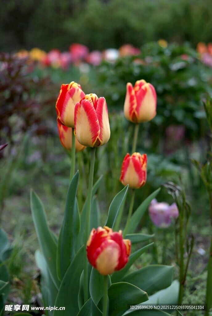 多彩郁金香绽放花园