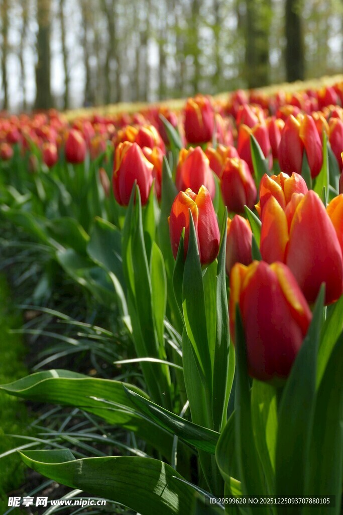 绚烂郁金香花海