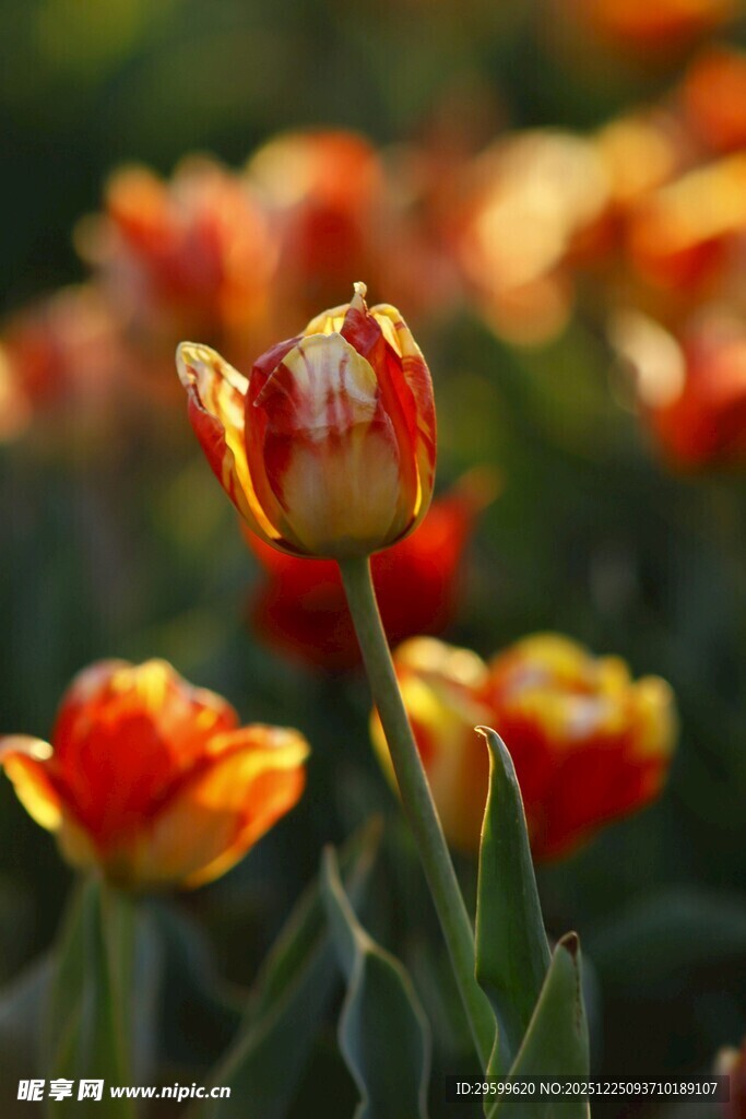 阳光下的多彩郁金香