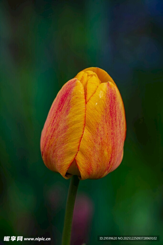 橙黄条纹郁金香特写