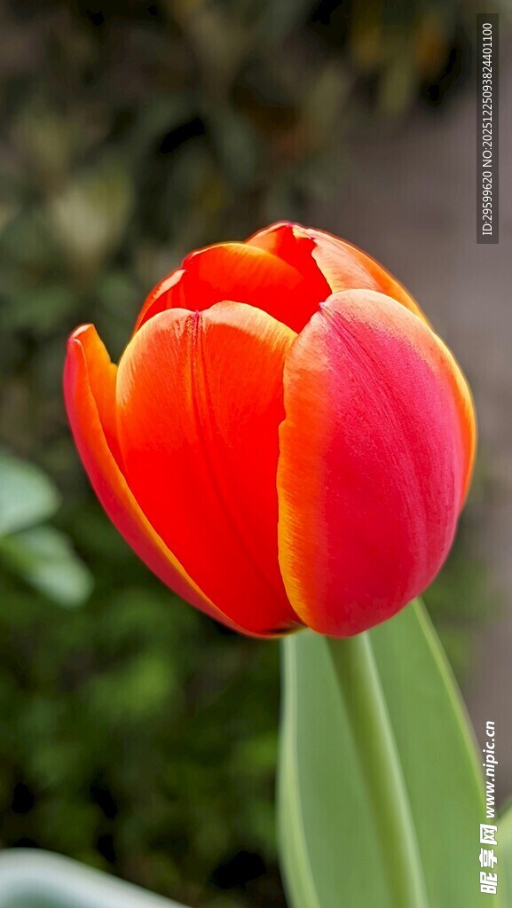 鲜艳橙红色郁金香绽放