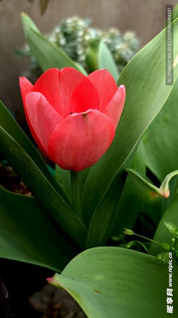 娇艳红郁金香绽放