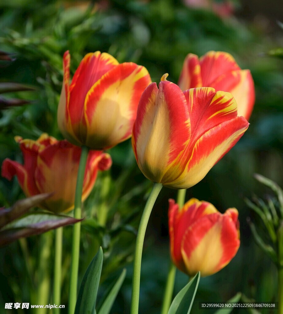 鲜艳多彩的红黄相间郁金香