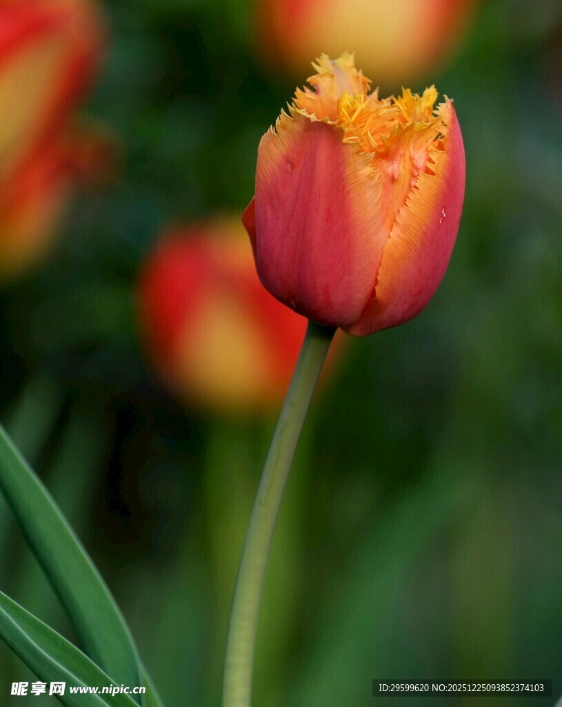 娇艳双色郁金香特写