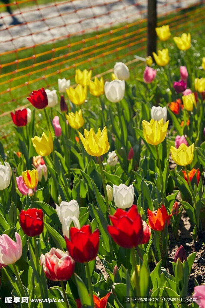 多彩郁金香绽放花园