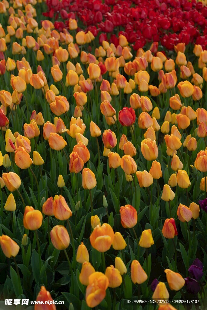 多彩郁金香花海美景