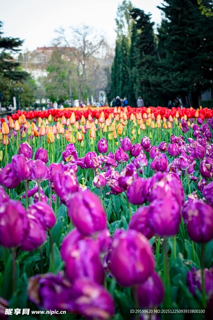 紫色郁金香花海景观