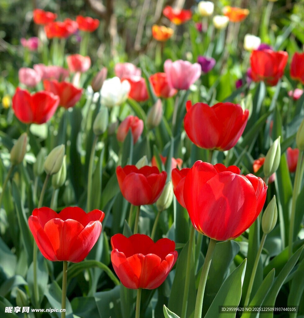 鲜艳红郁金香绽放美景