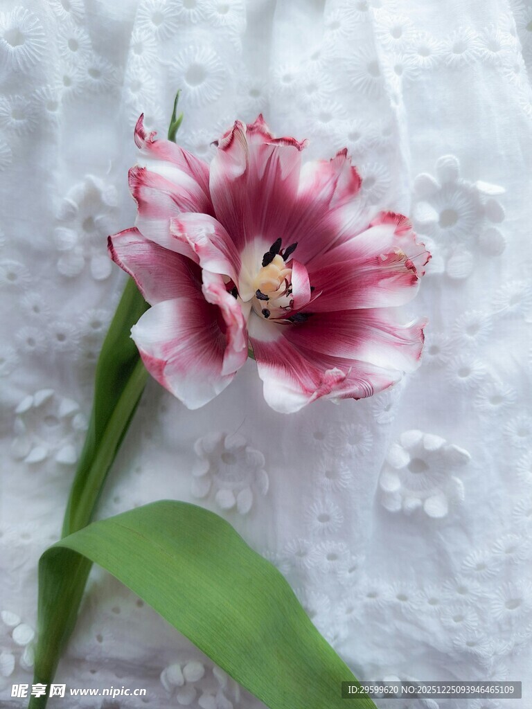 粉色条纹郁金香特写