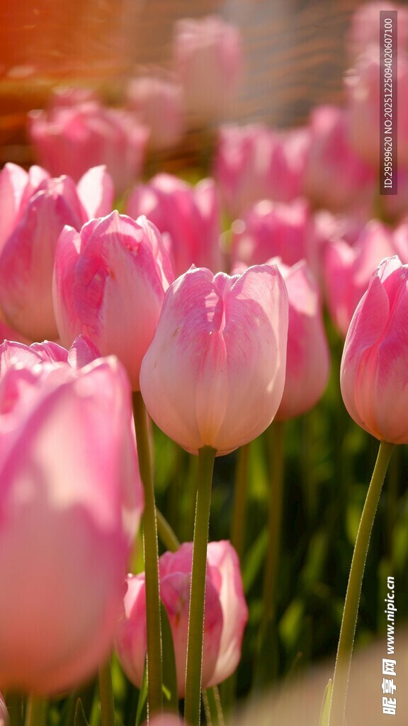 粉色郁金香花海
