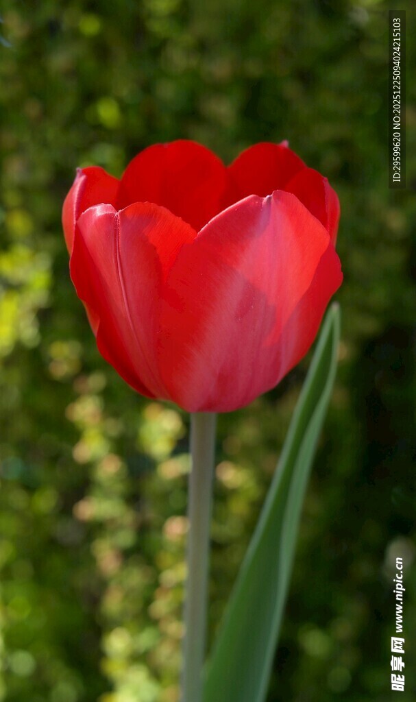 娇艳红郁金香绽放