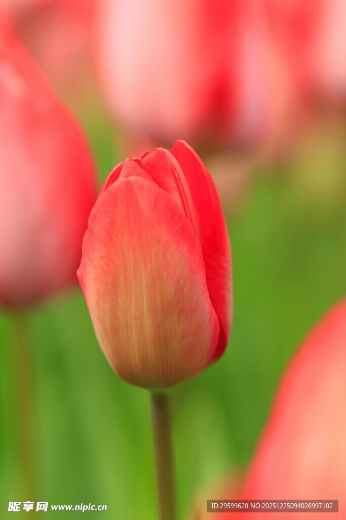 娇艳欲滴的红色郁金香