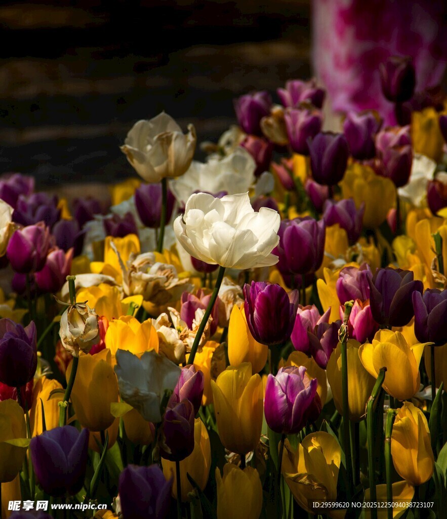 多彩郁金香绽放的美丽